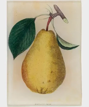 Online John Derian 3.5 X 5 Bartlett Pear Tray Purple