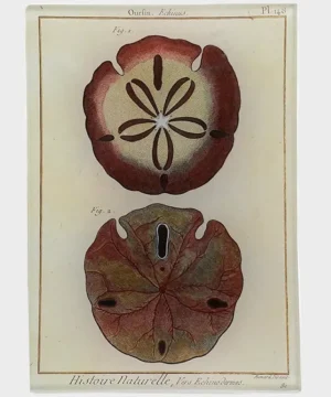Hot John Derian 4.5 X 6.5 Two Urchins Tray Brown